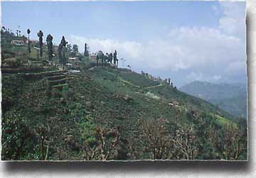 Tea plantations in Darjeeling, India