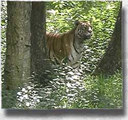 Thiruvananthapuram (Trivandrum) zoo, Tiger